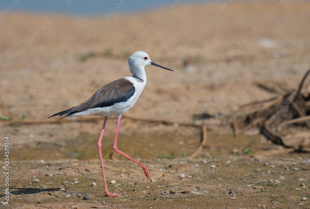 Black-winged Stilt on the sand, waterfront at Bueng Boraphet, Nakhon Sawan, Thailand. Black-winged Stilt on the sand, waterfront at Bueng Boraphet, Nakhon Sawan, Thailand.