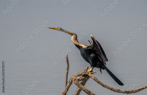 Oriental Darter on branch at Bueng Boraphet, Nakhon Sawan, Thailand. photo