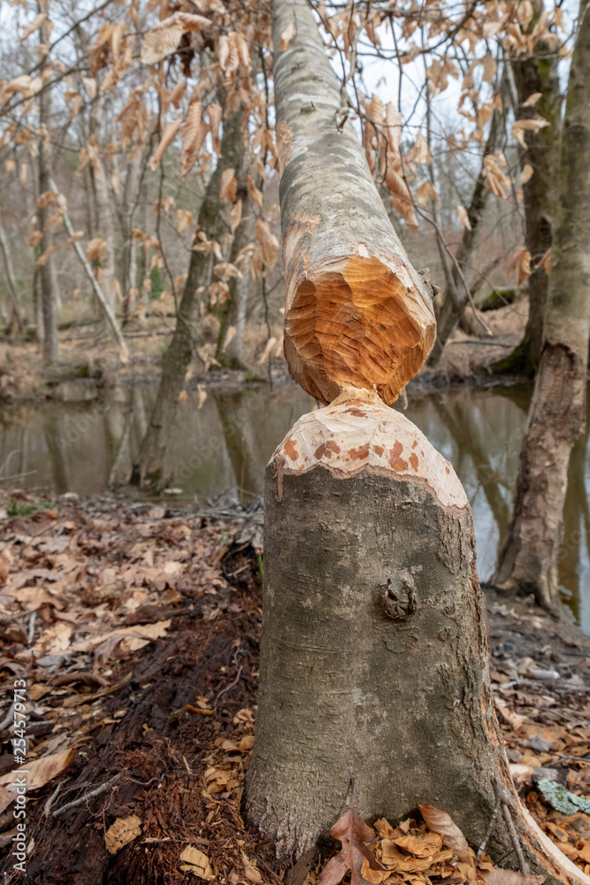 Closeup of a beech tree gnawed down by an American Beaver. Closeup of a beech tree gnawed down by an American Beaver.