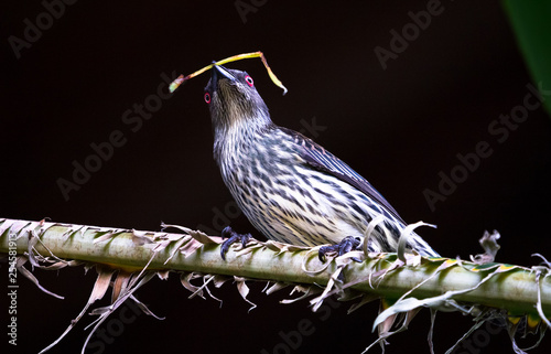 A juvenile Asian glossy starling (Aplonis panayensis) perches on a tree branch with a piece of grass to be used in building a nest. photo