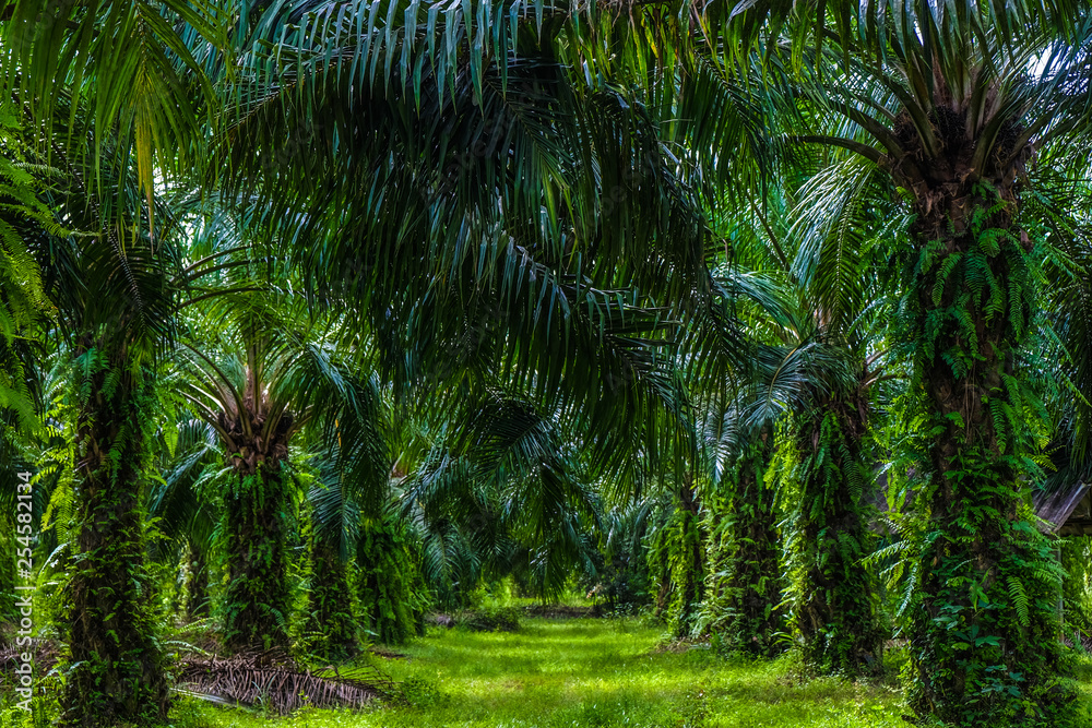 Obraz premium Palm oil plantation in rural southern of Thailand