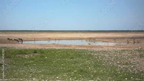 Wide of Multiple African Animals around a Pond. Atelopes and Zebras drinking Water during Hot Weather photo