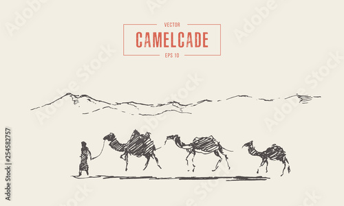 Caravan camels oasis desert draw vector sketch