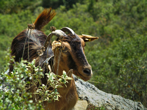 Goat looking at the camera in Stimfalia lake in Peloponnese Greece. photo
