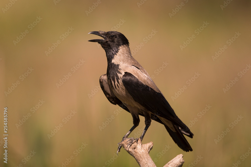 Fototapeta premium Odosobniony wrona kapturowa rechocze na gałęzi