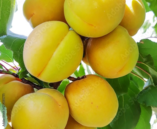 yellow apricots on branch