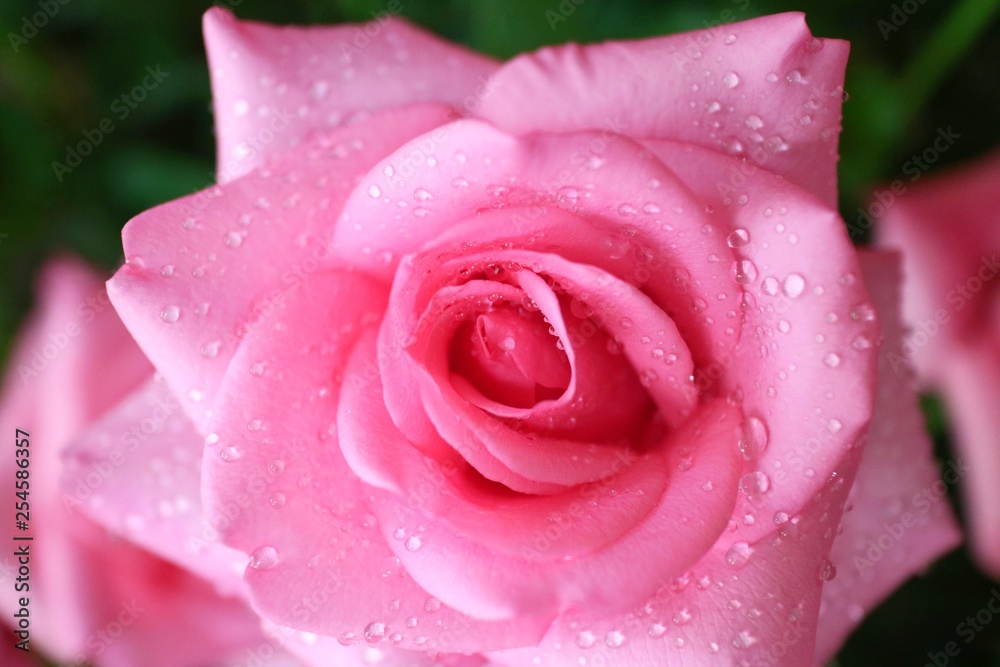 Close up beautiful pink rose with rain drop in the morning. Nature, flower and Valentine' s day concept. Close up beautiful pink rose with rain drop in the morning. Nature, flower and Valentine' s day concept.