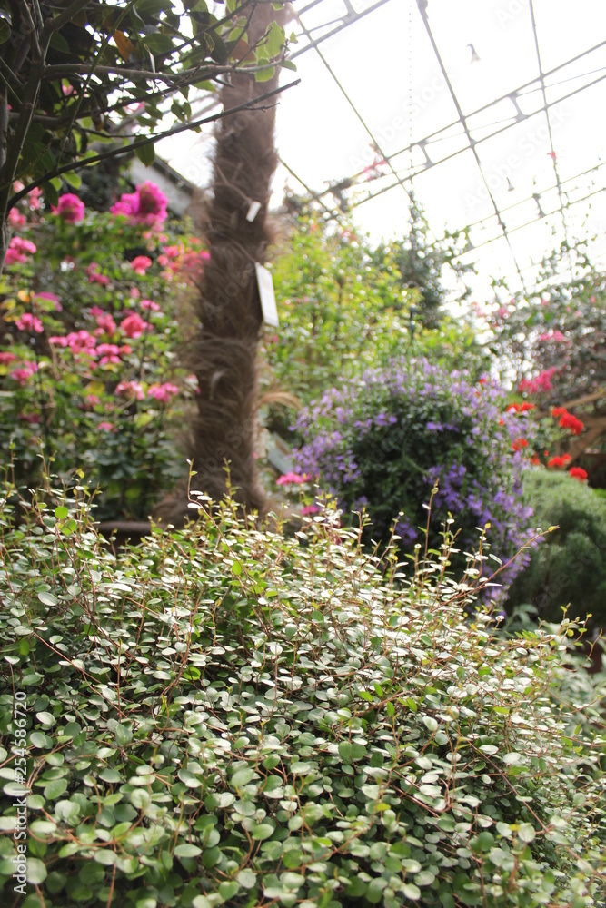 Obraz premium flowers in greenhouse
