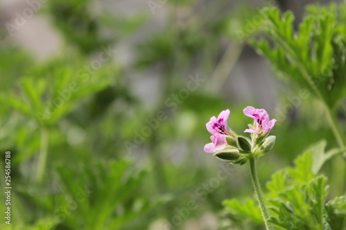 purple flower in the garden