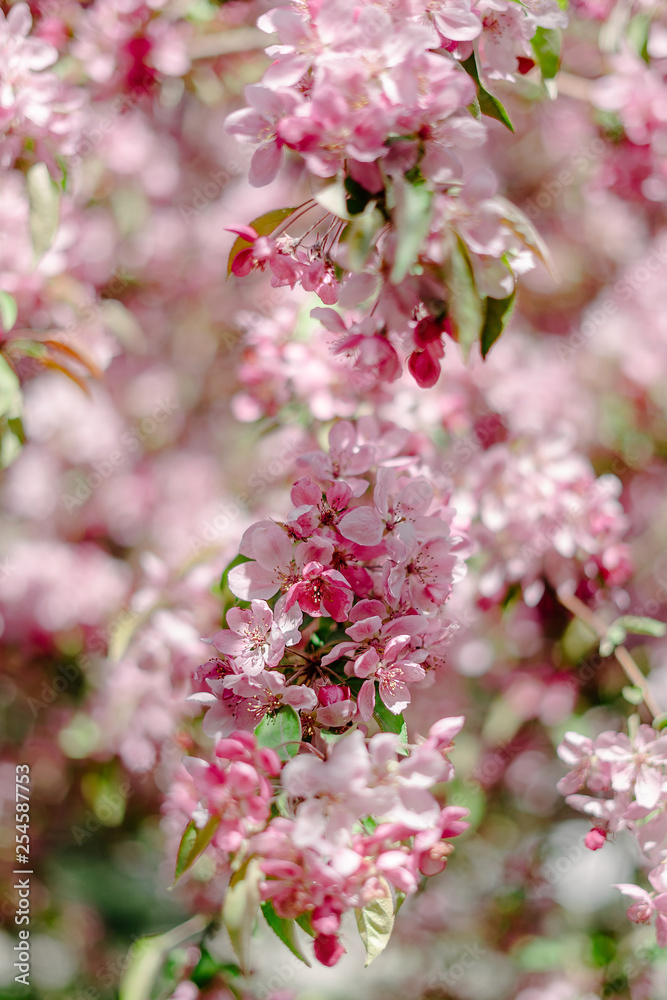 Blooming sakura branch,pink sakura flowers. Springtime concept Blooming sakura branch,pink sakura flowers. Springtime concept
