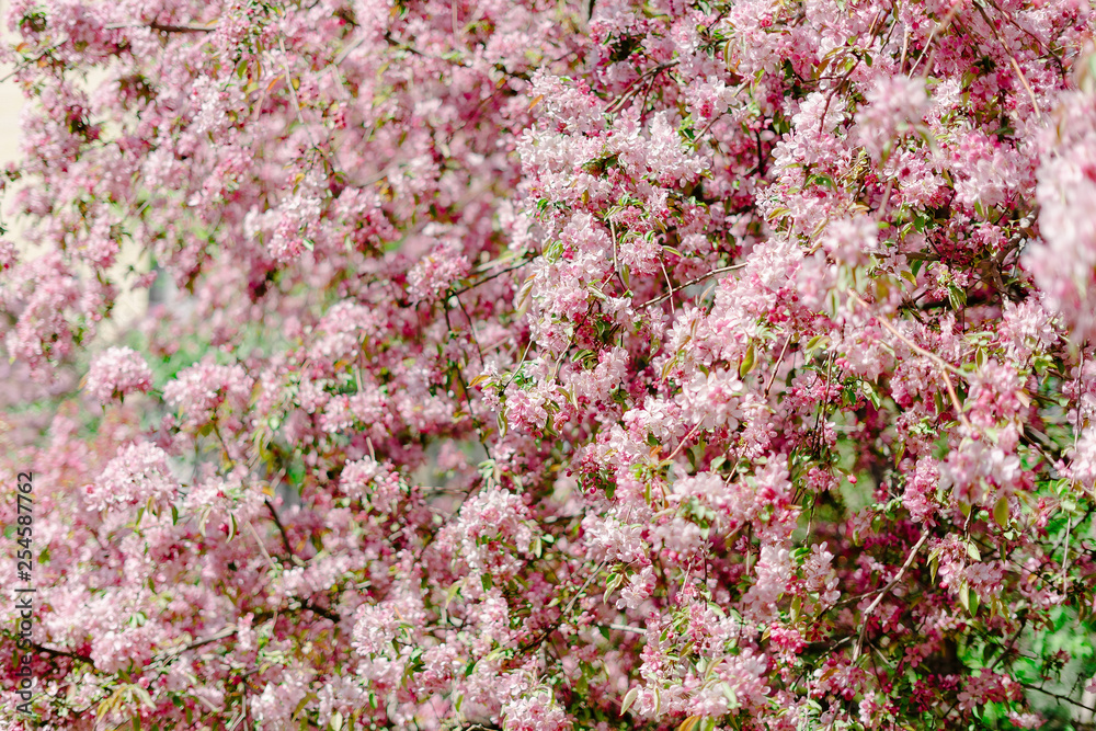 Cherry blossom in springtime, sakura season,background Cherry blossom in springtime, sakura season,background
