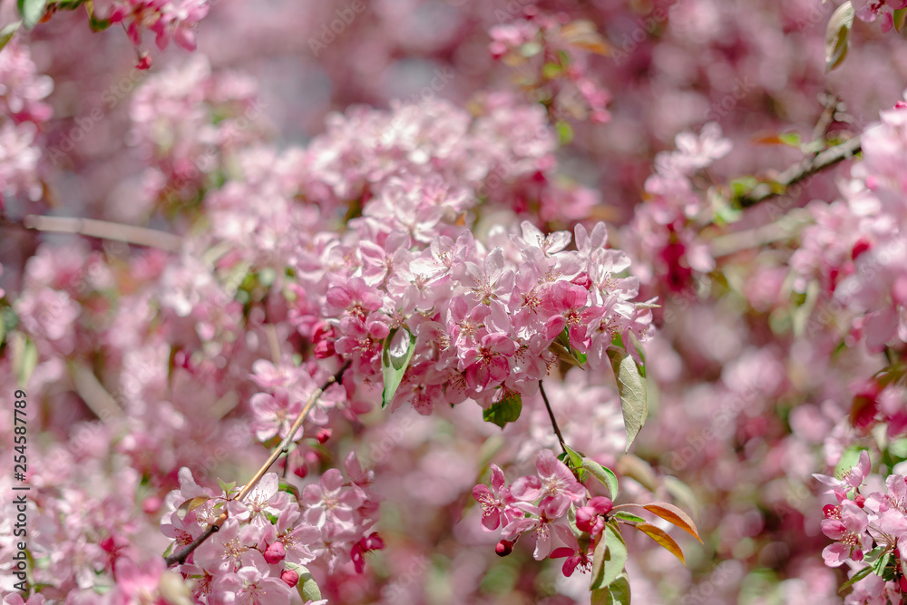 Full bloom sakura,cherry blossom, springtime concept Full bloom sakura,cherry blossom, springtime concept