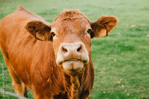 Vache limousin qui regarde face à la caméra dans un champs photo