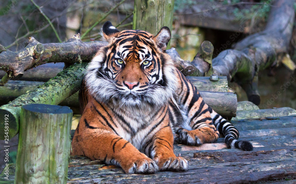Fototapeta premium A Sumatran tiger (Panthera tigris sumatrae) relaxes on the rocky ground.