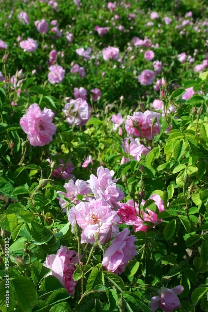 Rose field in ısparta, turkey