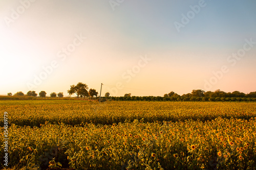sunset over a field