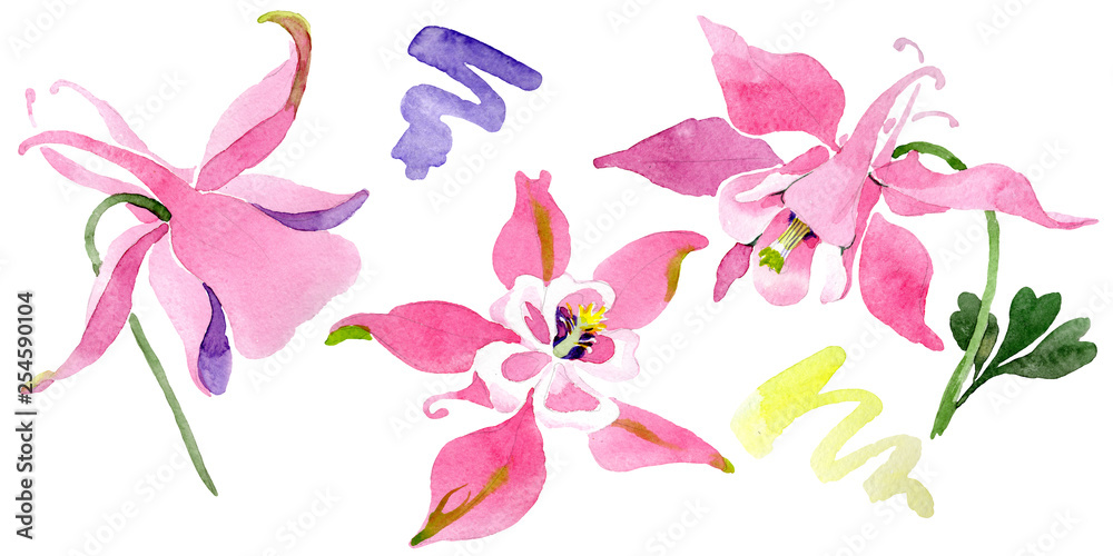 Obraz Red aquilegia floral botanical flower. Watercolor background illustration set. Isolated aquilegia illustration element.