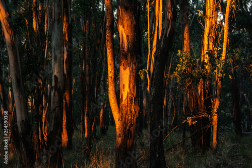 Aussie Sunset in the Bush
