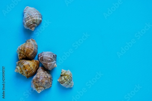 A variety of sea and river shells on a bright blue background, beach, vacation and sea