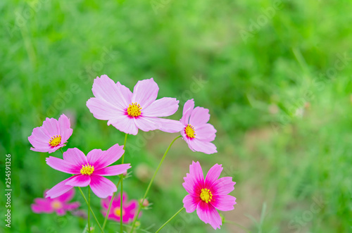 pink cosmos flower