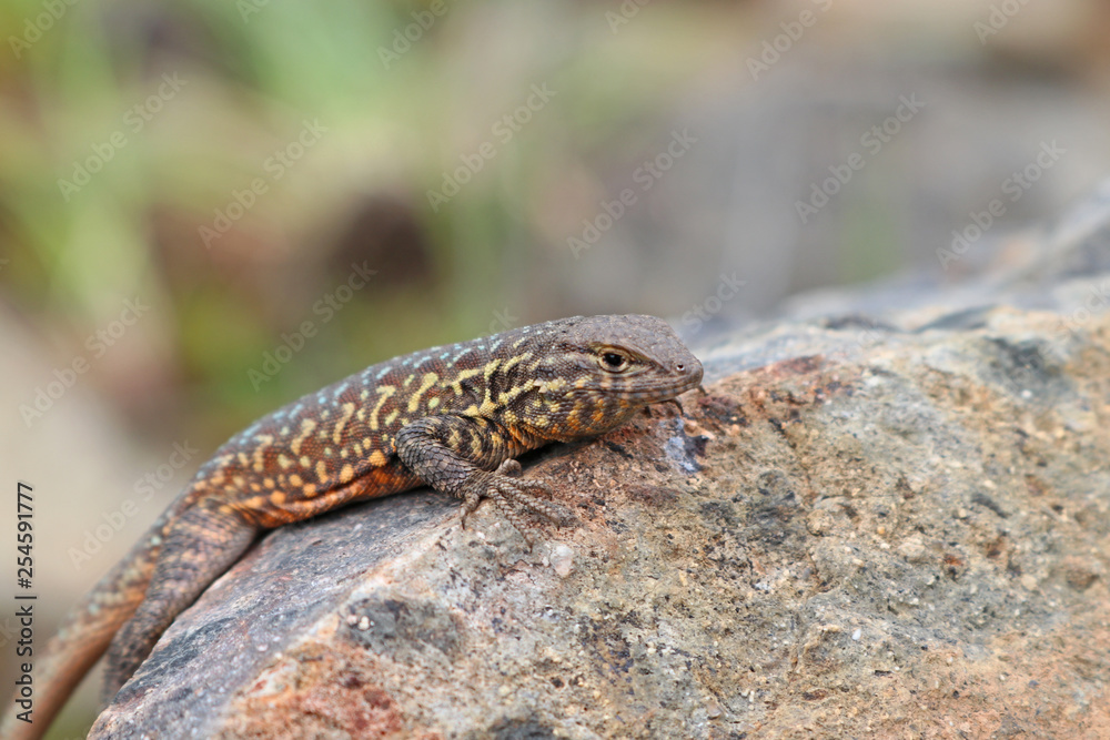 Side-blotched Lizard (Uta stansburiana) Side-blotched Lizard (Uta stansburiana)