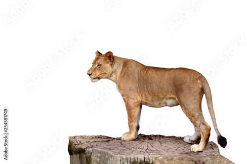 Canvas Print full body of lioness standing on large tree stump isolate white background