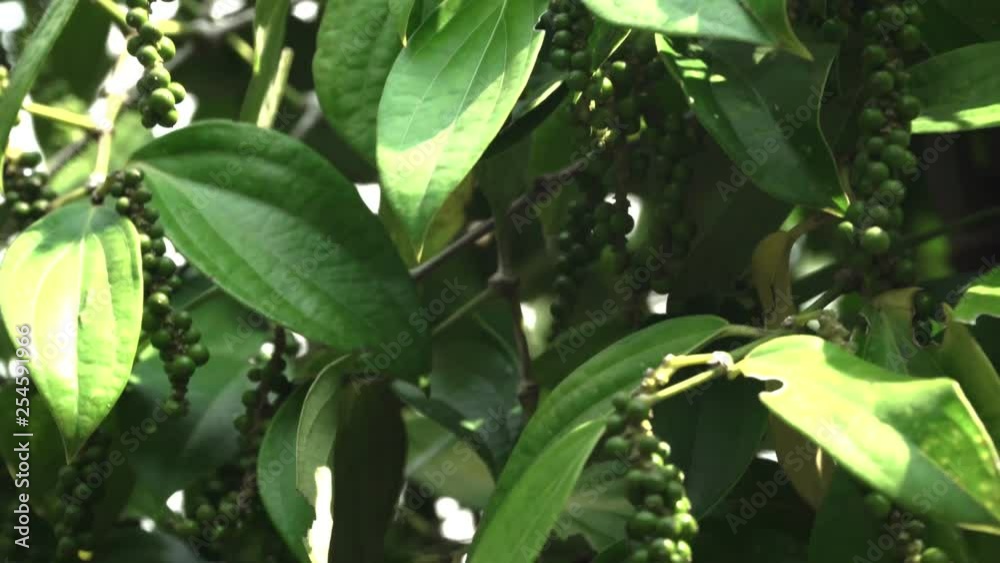 Plantations of black pepper. Black pepper grows on the ground. Plantations of black pepper in Asia. More plantation of pea pepper.Beautiful view. Plantations of black pepper. Black pepper grows on the ground. Plantations of black pepper in Asia. More plantation of pea pepper.Beautiful view.
