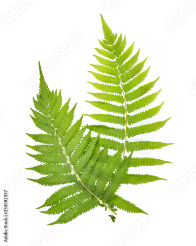 Top view of Fern on white background