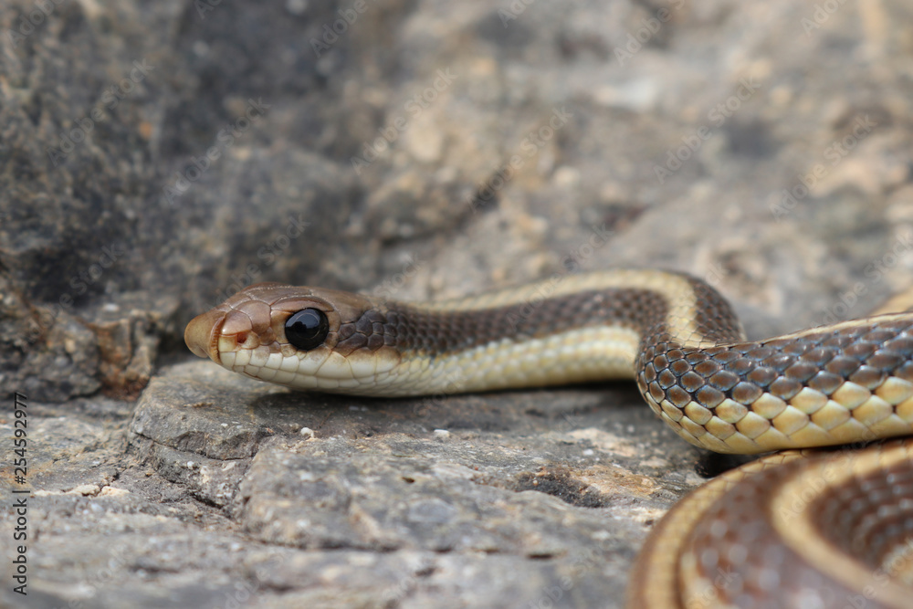 Coast Patch-nosed Snake (Salvadora hexalepis virgultea) Coast Patch-nosed Snake (Salvadora hexalepis virgultea)