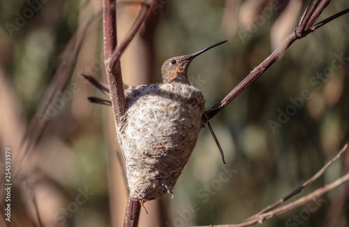 Hummingbird Nest