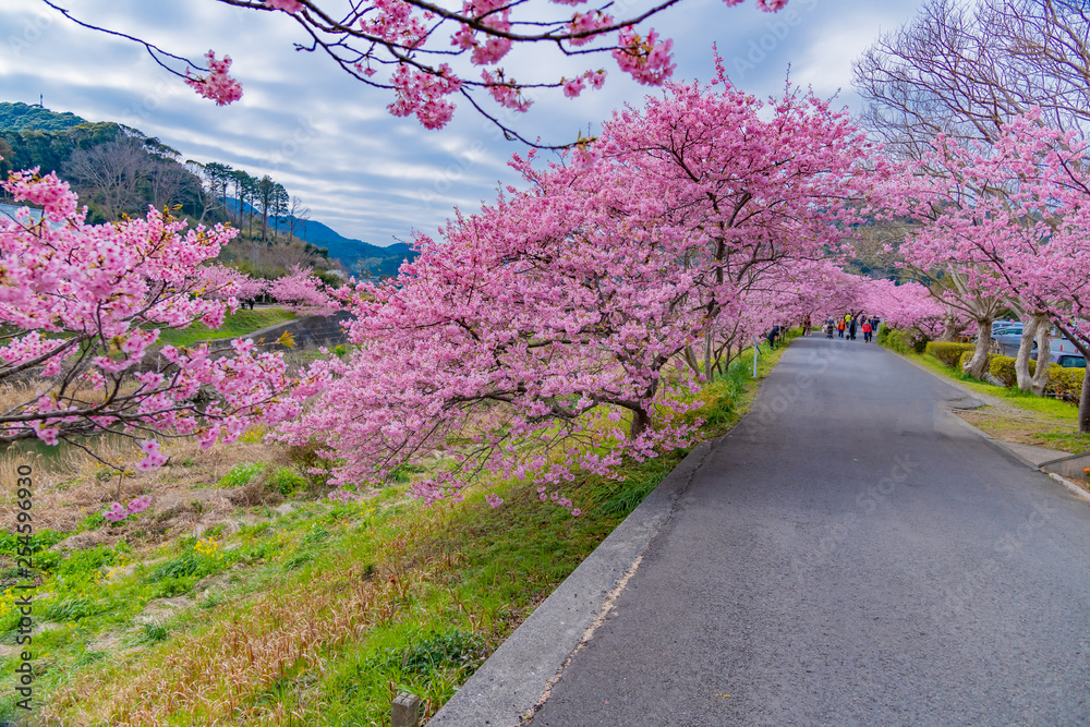 Fototapeta premium 河津桜 静岡県賀茂郡南伊豆町 みなみの桜と菜の花まつり