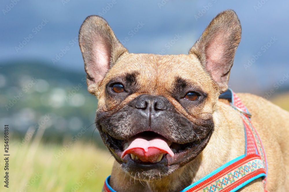 Head of a cute smiling or panting fawn French Bulldog dog girl on blurry background