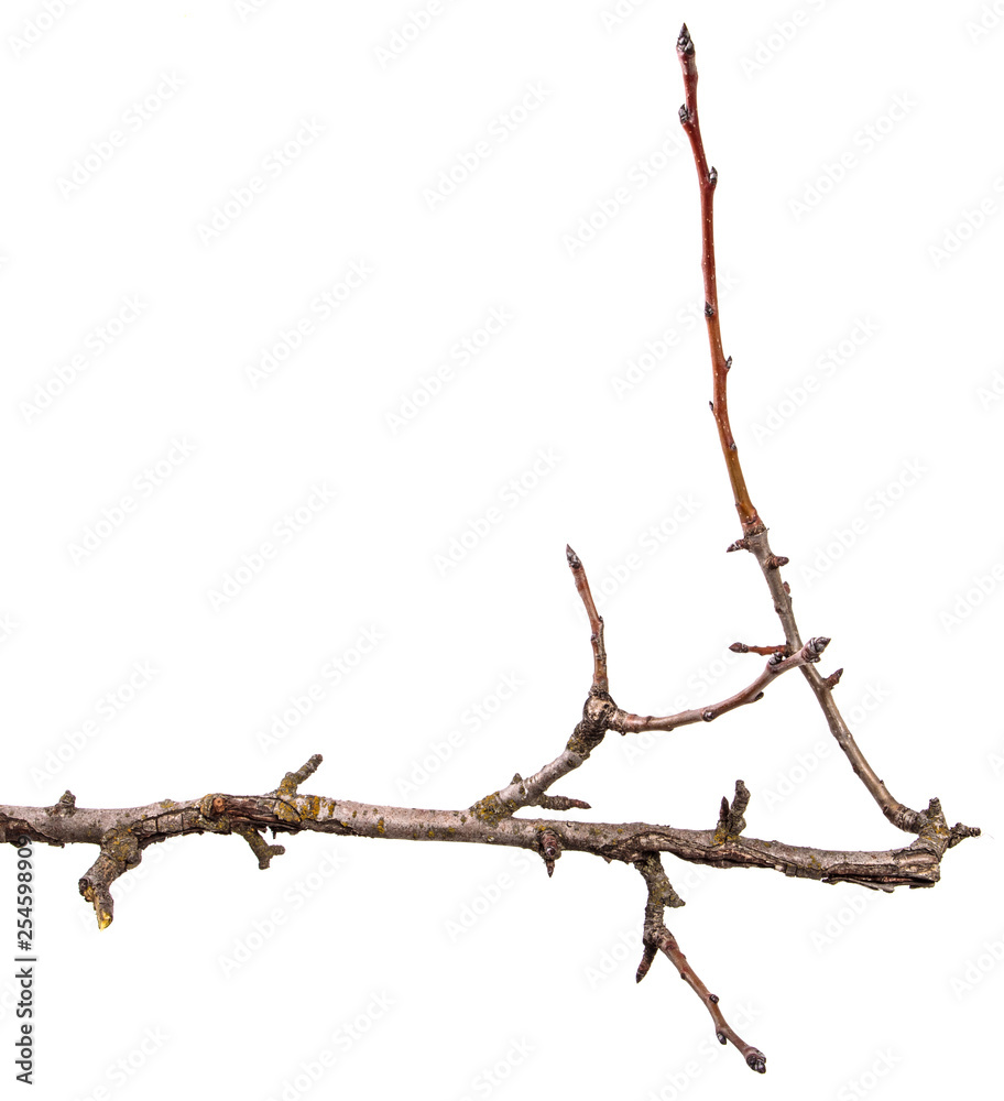 dry pear tree branch with cracked bark. isolated on white background dry pear tree branch with cracked bark. isolated on white background