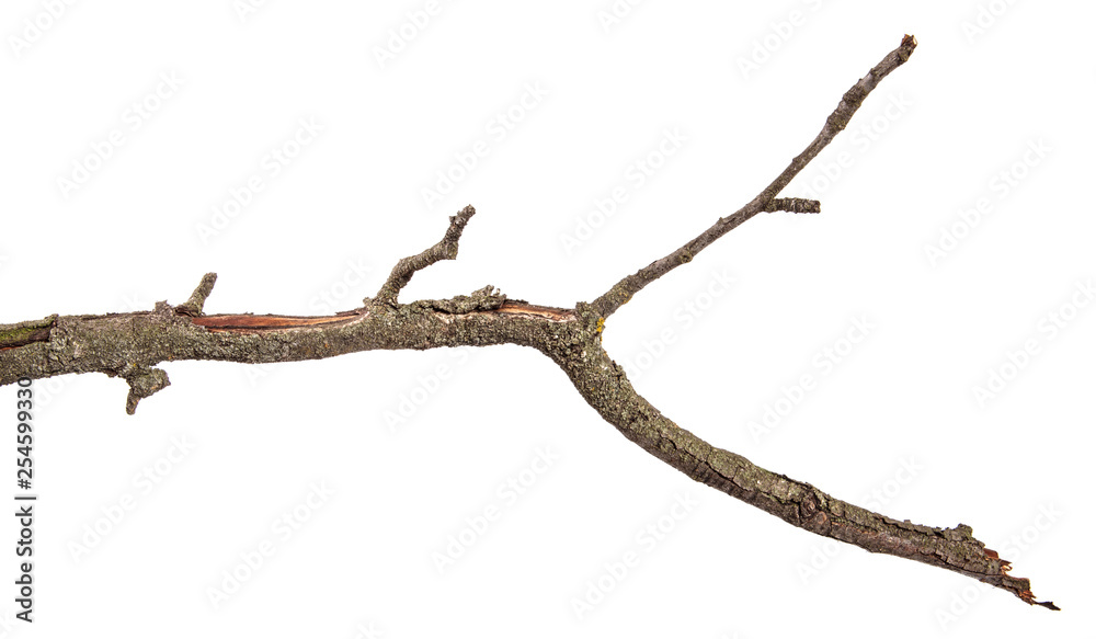 dry pear tree branch with cracked bark. isolated on white background dry pear tree branch with cracked bark. isolated on white background