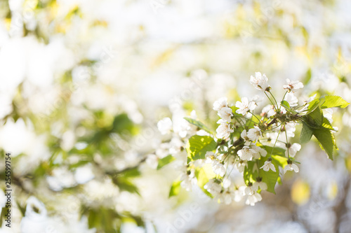 Spring white tree blossoms