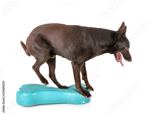 Australian Kelpie in studio photo