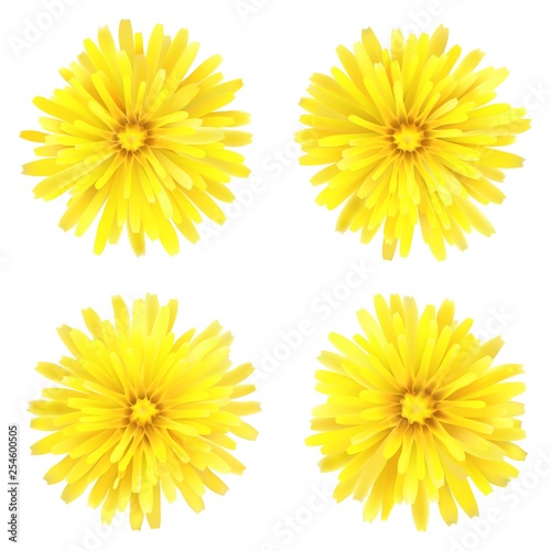 Dandelion, a set of four flowers, isolated on a white background