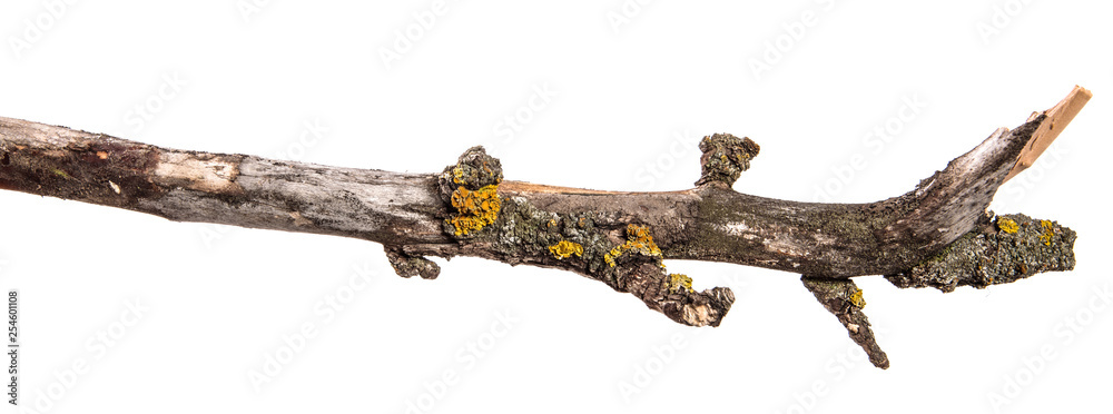 dry pear tree branch with cracked bark. isolated on white background dry pear tree branch with cracked bark. isolated on white background