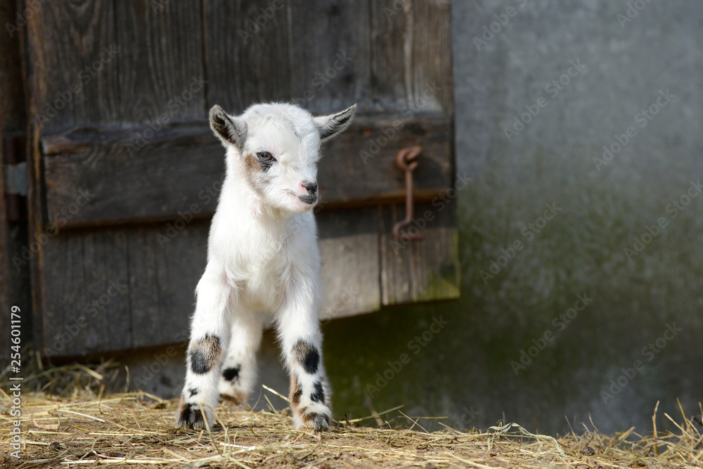 Obraz premium white goat kids standing on straw in front of shed