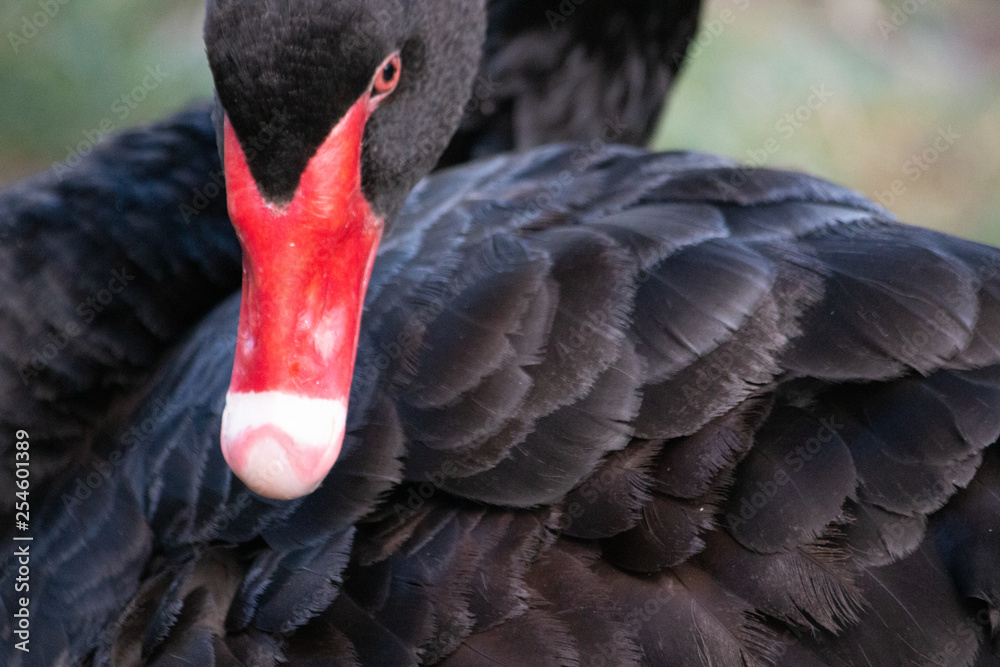 grooming elegant black swan on the lake water side Gold Coast Australia summer spring sunset evening grooming elegant black swan on the lake water side Gold Coast Australia summer spring sunset evening