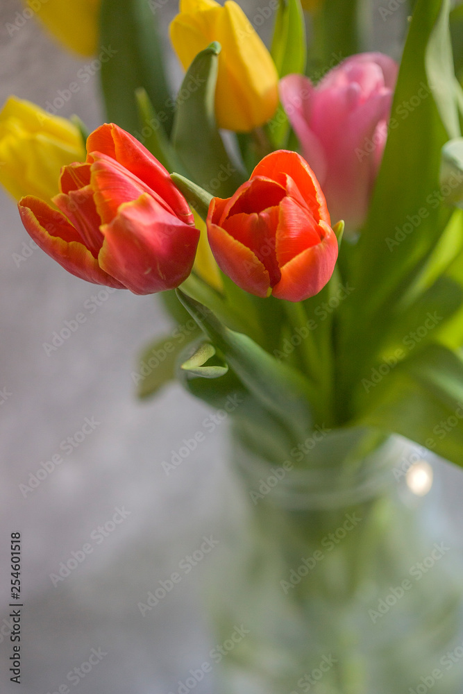 Fototapeta premium flowers tulips