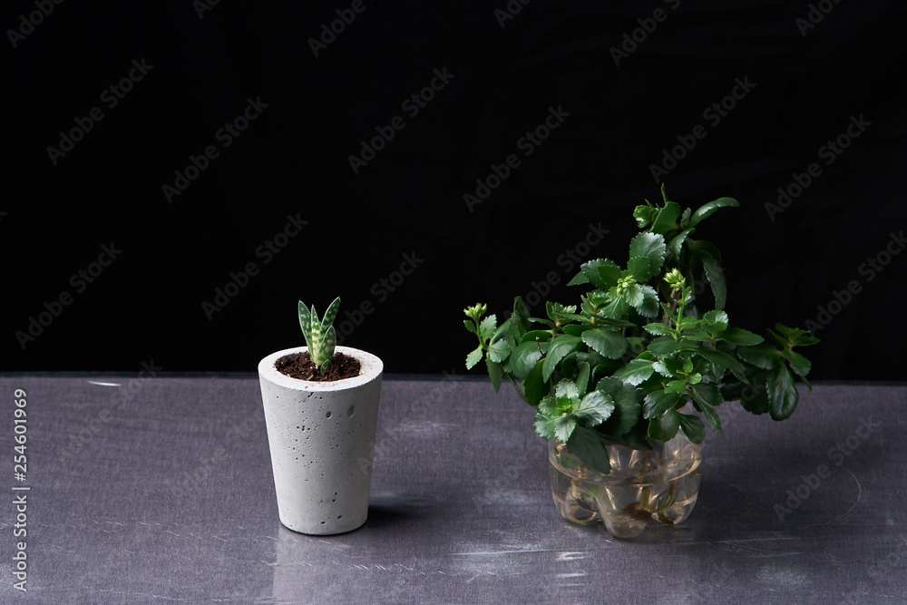 succulent plant in handmade concrete pot in room decoration for cactus lover succulent plant in handmade concrete pot in room decoration for cactus lover
