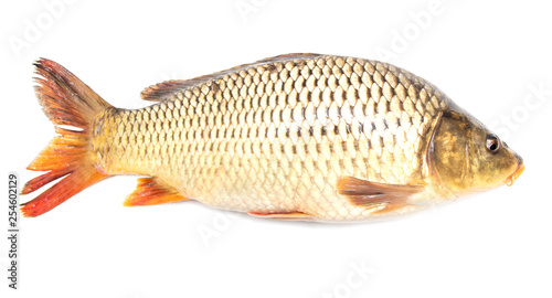 Fish carp isolated on white background