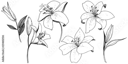 Vector Lily floral botanical flower. Black and white engraved ink art. Isolated lilies illustration element. photo