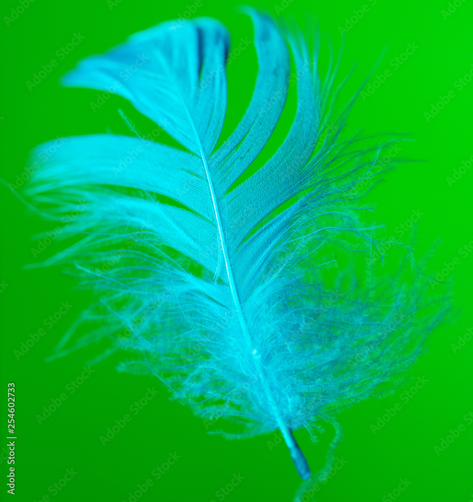Obraz premium Blue feather isolated on green background