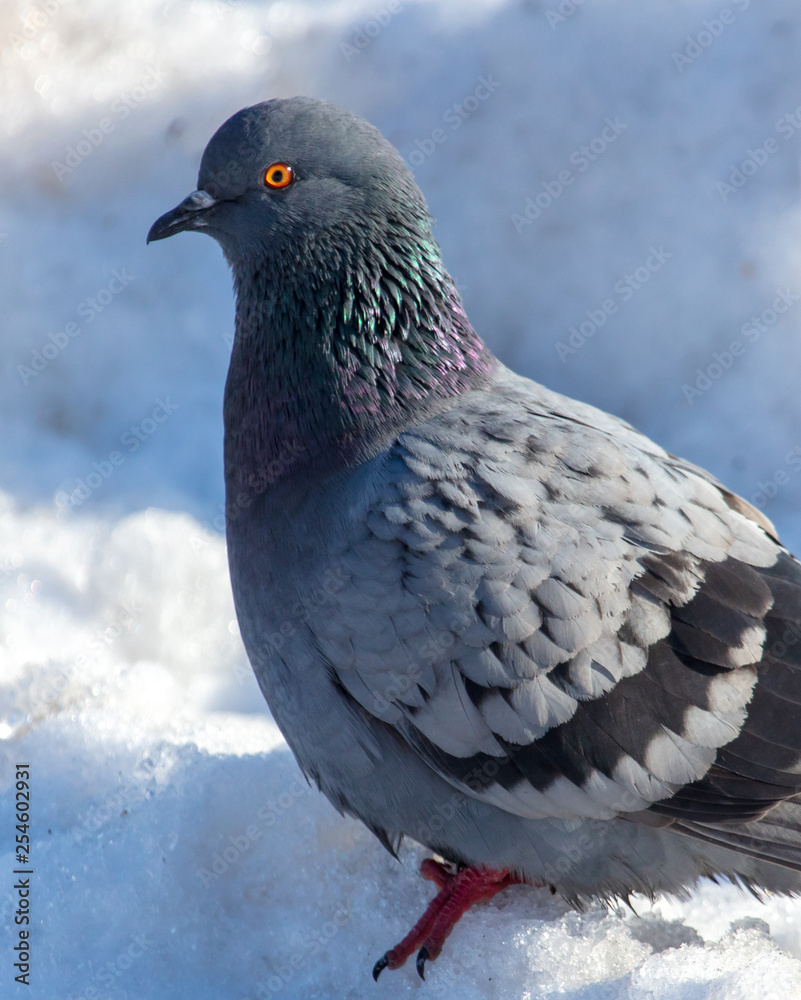 Obraz premium Dove in the snow in winter