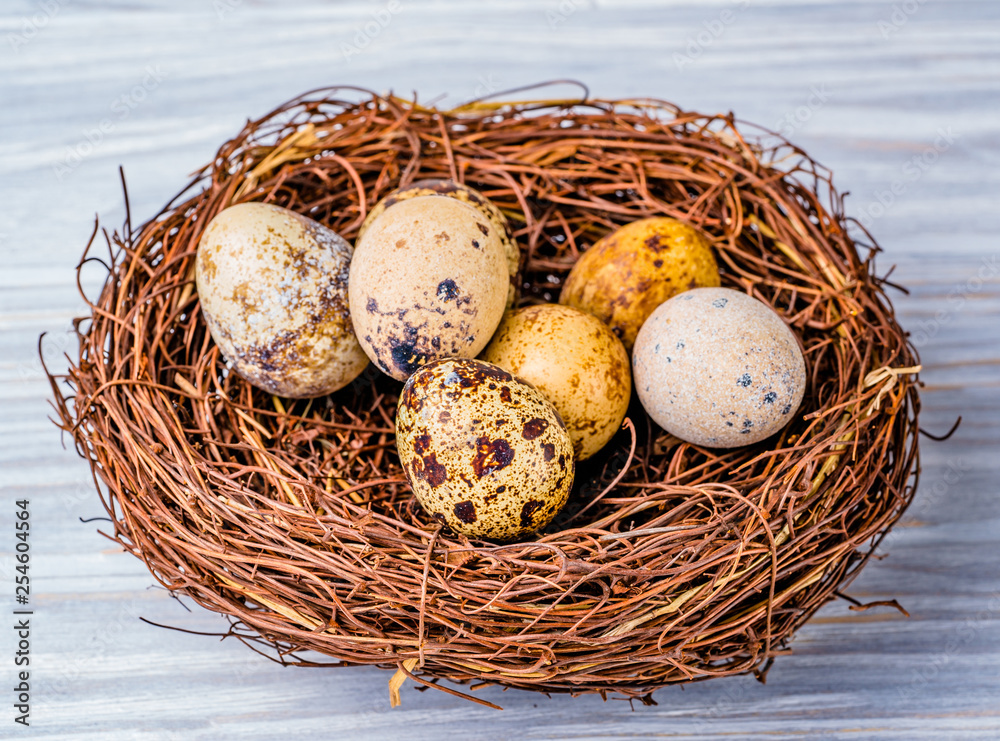 Obraz premium quail eggs in the nest
