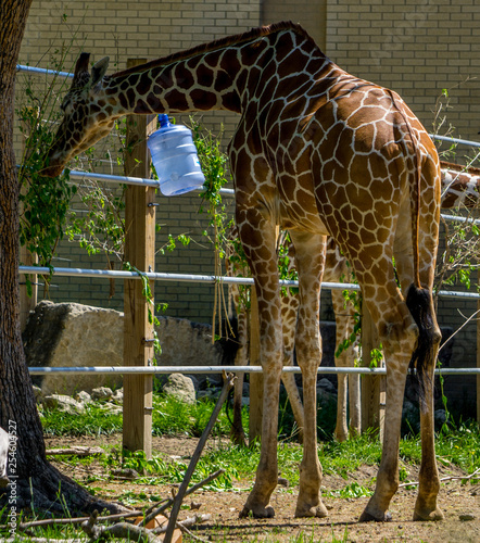 Photography giraffe in the zoo