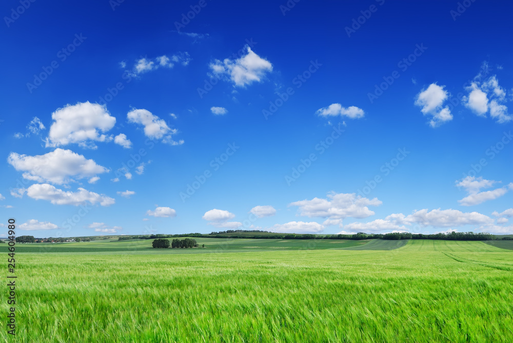 Idyll, view of green fields and blue sky with white clouds Idyll, view of green fields and blue sky with white clouds
