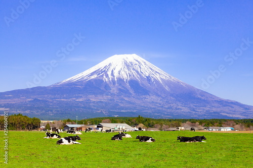 富士山と放牧された牛、静岡県富士宮市朝霧高原にて